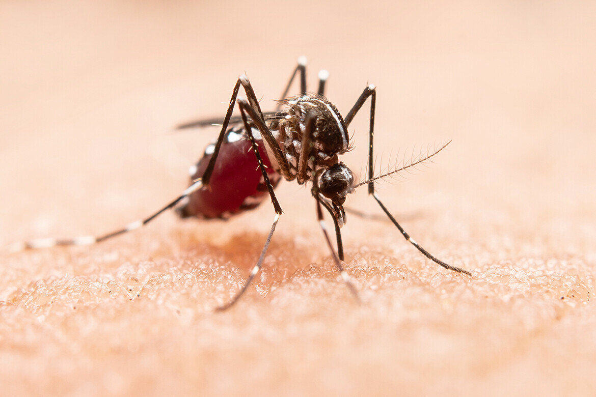 ​Малярия – очень опасное заболевание, человек может умереть. Переносят малярию комары, заражение происходит через укус. Фото: © comp / Freepik