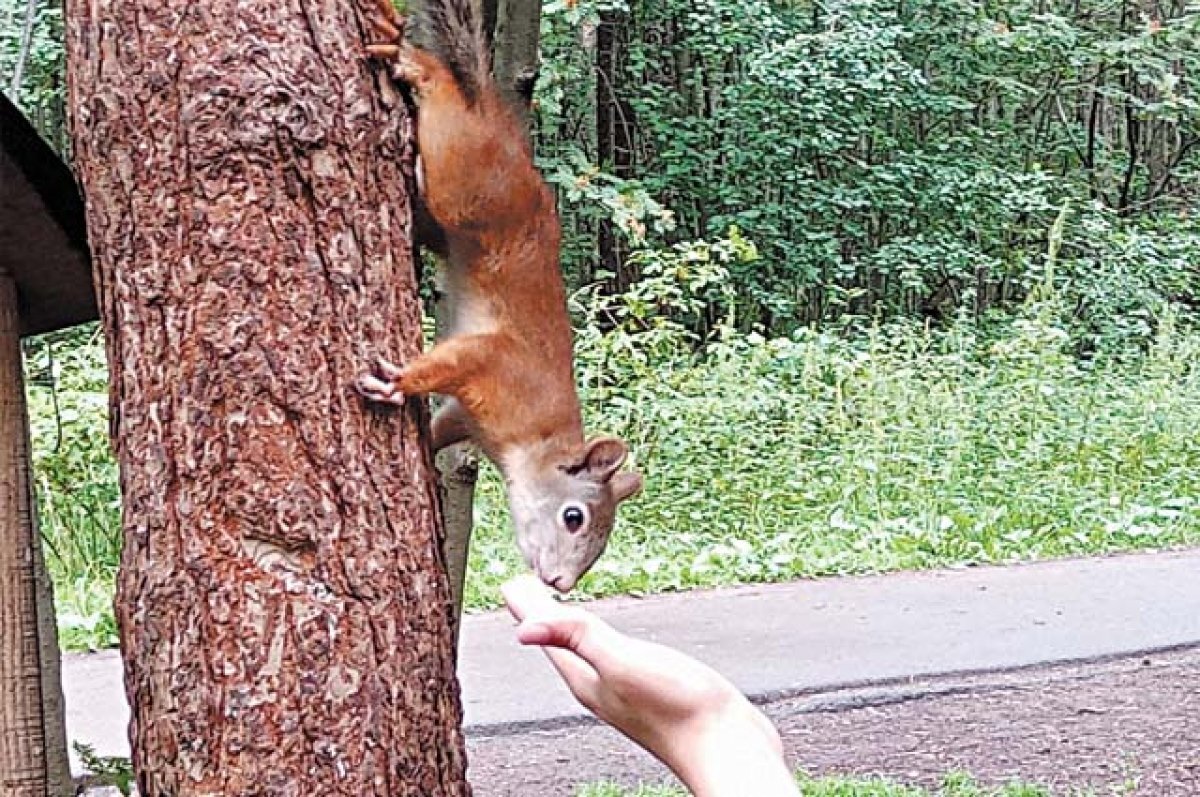    В Алтайском крае начнут выдавать разрешения на добычу пушных животных