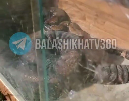    Фото: t.me/gku_mo_mosoblpojspas Анфиса Слепцова