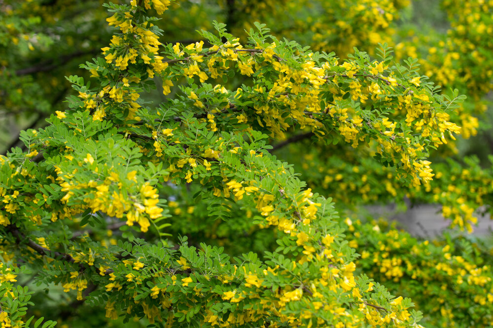    Карагана древовидная, она же акация желтая