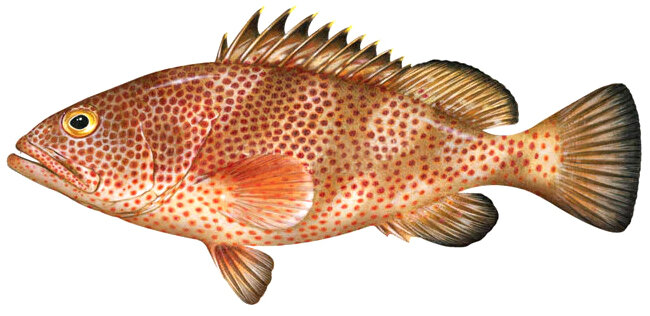 Epinephelus guttatus