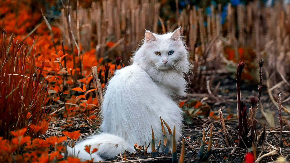 источник фото: krasivosti.pro