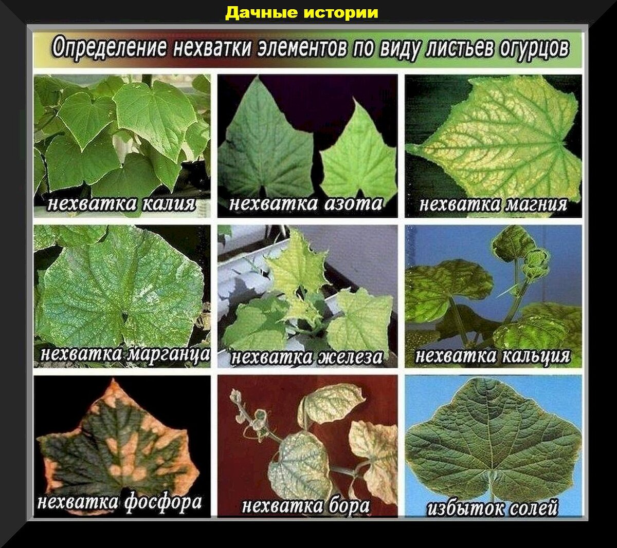 Полезные советы для дачников и огородников секреты простоты и эффективности