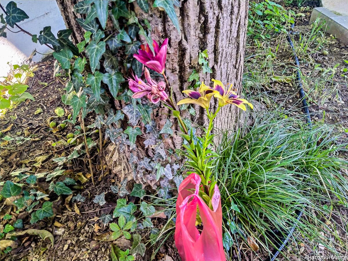 Посадили ещё две лилии | Дневник отчаянных пенсионеров | Дзен