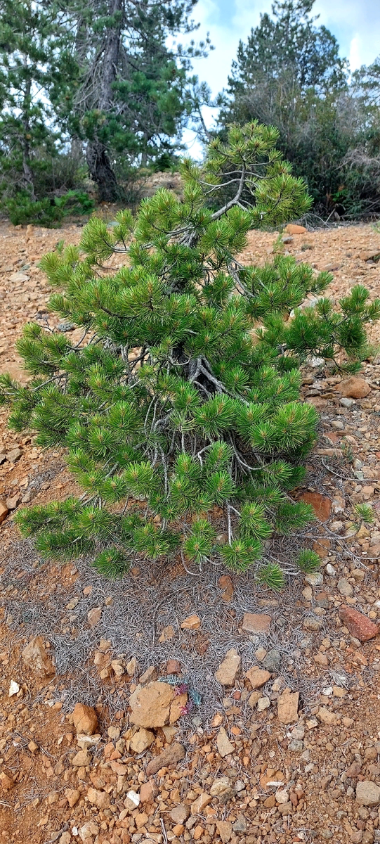 Ну вот такой хвойник уже не перевезёшь