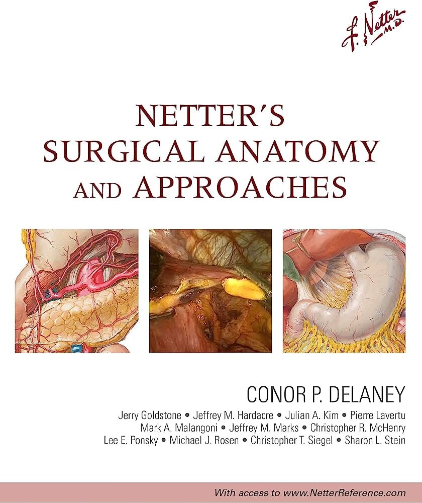 Изображение взято с: https://www.amazon.com/Netters-Surgical-Anatomy-Approaches-Clinical/dp/1437708331