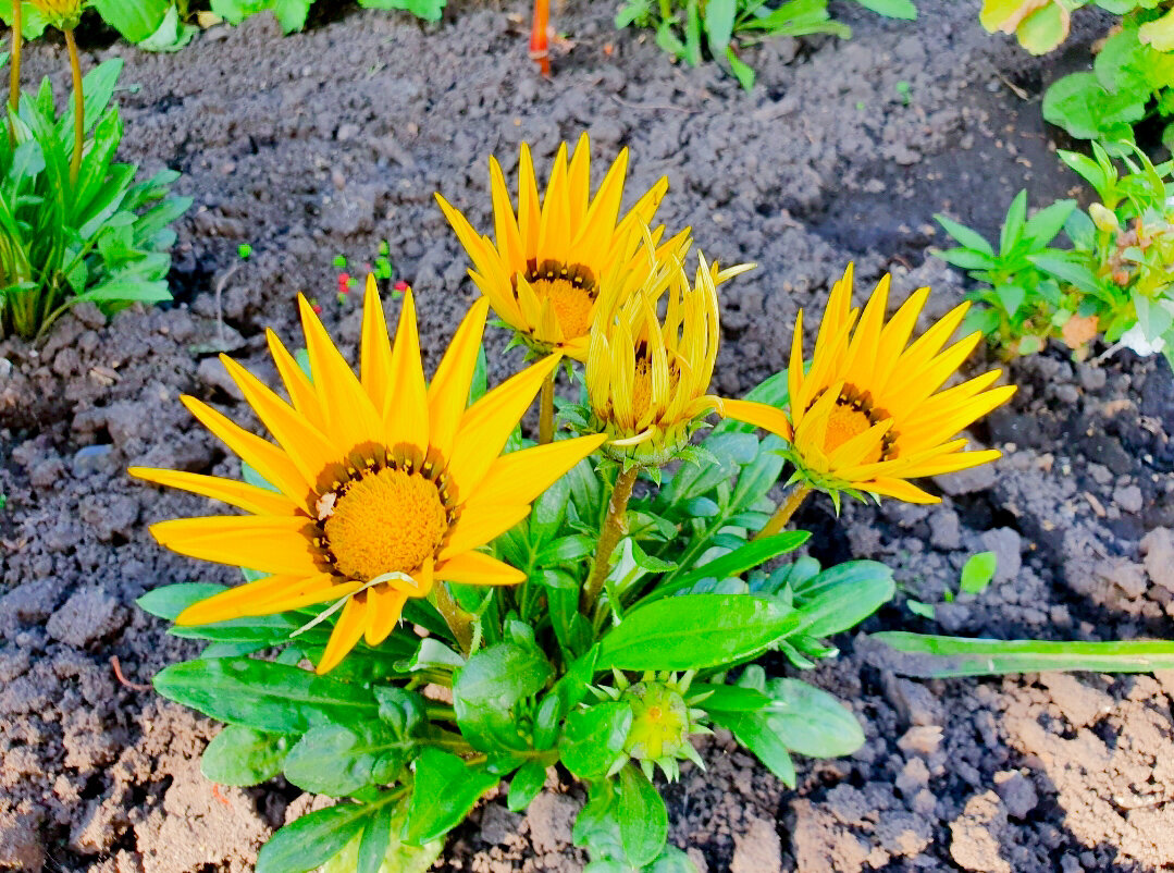 У мамы на участке уже цветут вовсю, у меня пока только набирают бутоны