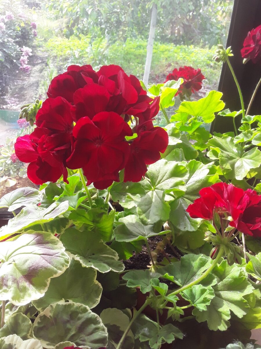 Гибридная пеларгония, сорт Calliope Dark Red