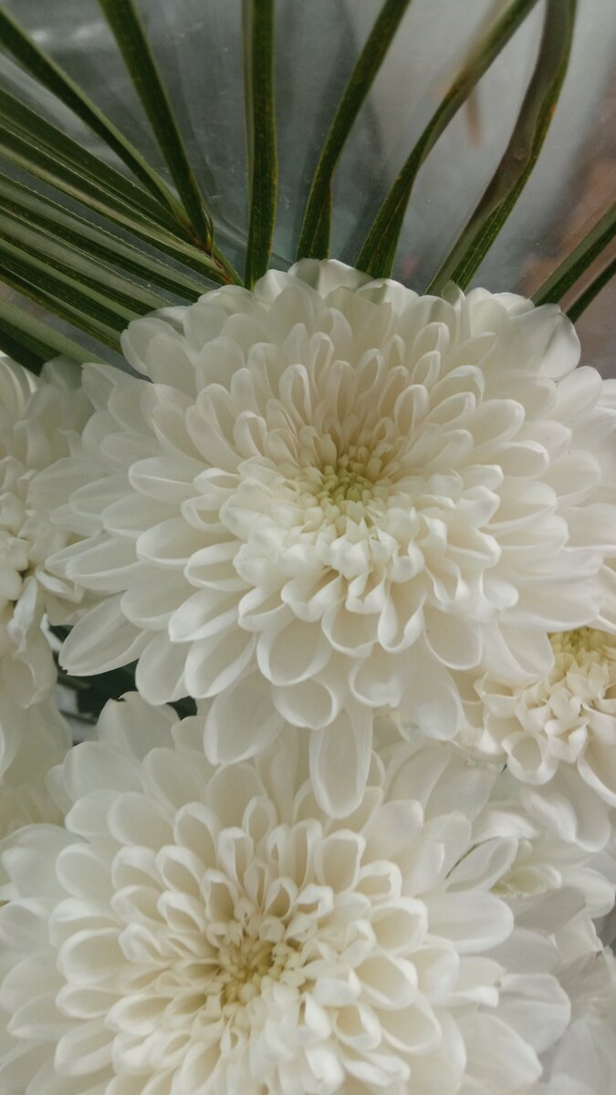 Цветы для вас, мои читатели! Отличного вам настроения! Любите своих родных и близких, других у вас не будет.