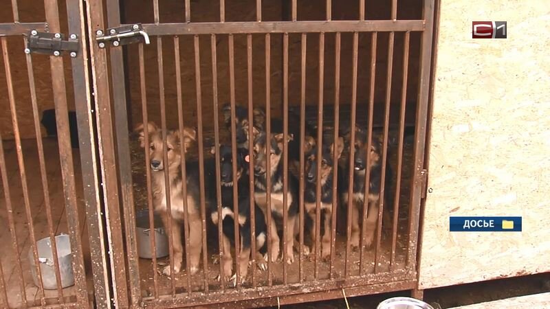    Новый приют для животных планируют создать в Сургутском районе