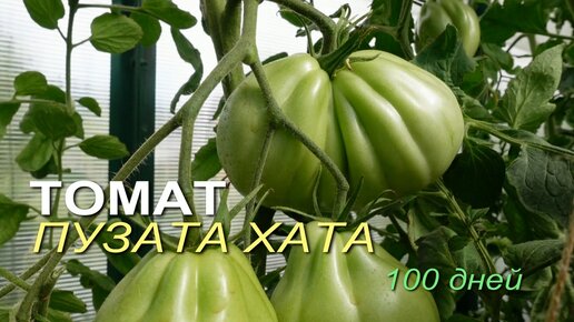 Томату ПУЗАТА ХАТА 100 дней! Обзор сортов ТОМАТОВ!