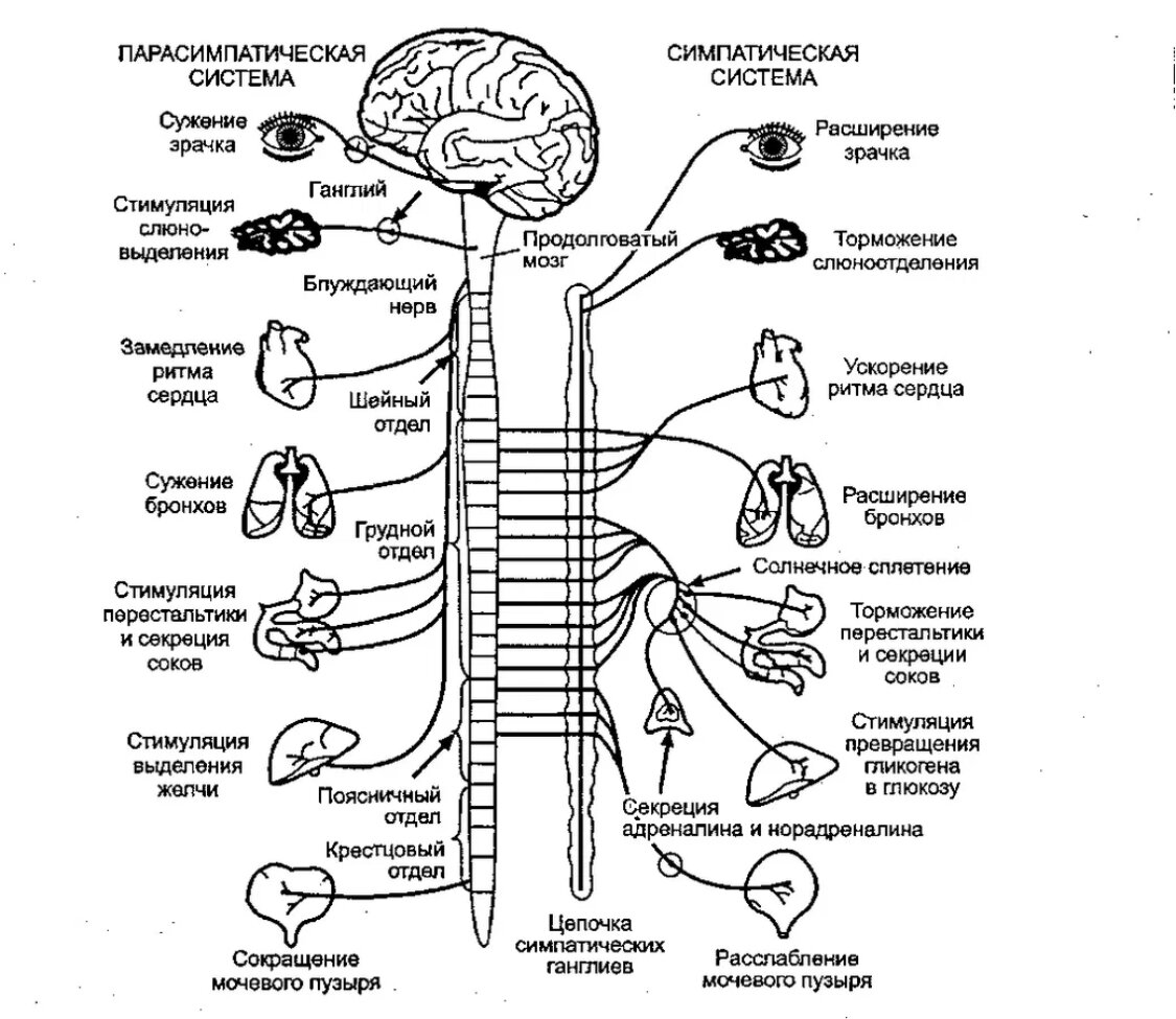 Регулирует работу внутренних органов какая нервная система. Симпатический отдел вегетативной нервной системы схема. Нервная система человека схема симпатическая и парасимпатическая. Парасимпатический отдел вегетативной нервной системы схема. Схема строения симпатической и парасимпатической нервной системы.