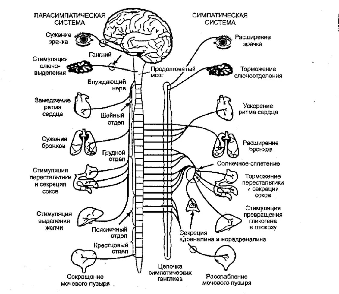 Сильная нервная система. Схема симпатической и парасимпатической нервной системы. Схема строения симпатической части вегетативной нервной системы. Парасимпатическая часть вегетативной нервной системы схема. Симпатический отдел нервной системы строение.