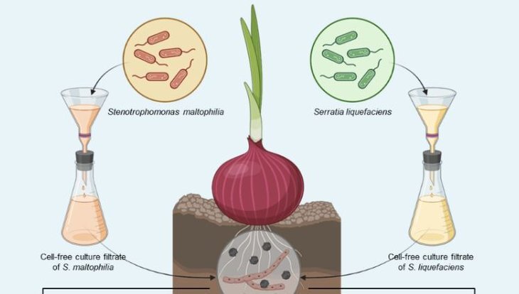    Защита лука от белой гнили при помощи двух биоагентов
