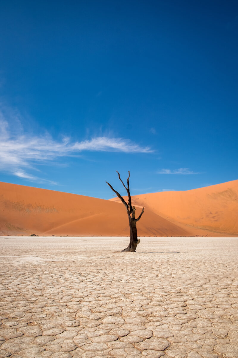 <a href="https://ru.freepik.com/free-photo/vertical-shot-of-a-leafless-tree-in-a-desert-with-sand-dunes-in-the_9932210.htm#query=%D0%A1%D0%B0%D1%85%D0%B0%D1%80%D0%B0%20%D0%BF%D1%83%D1%81%D1%82%D1%8B%D0%BD%D1%8F&position=11&from_view=search&track=ais">Изображение от wirestock</a> на Freepik