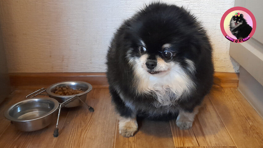 Почему собака не ест сухой корм 🐾 Шпиц Боня