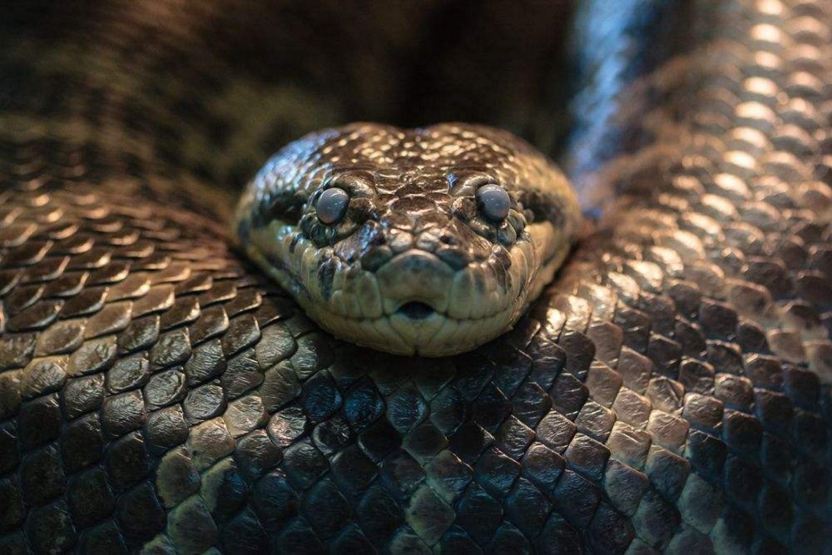 Самая большая змея в россии фото и названия