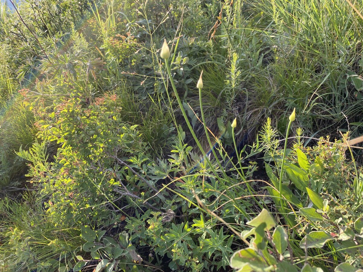 рудералис чуйская долина. чуйская долина ручник. чуйская долина бишкек. долина чуйская долина. мистер кредо чуйская долина.