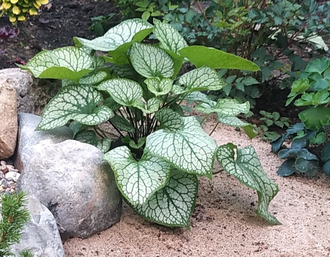 Бруннера Джек Фрост