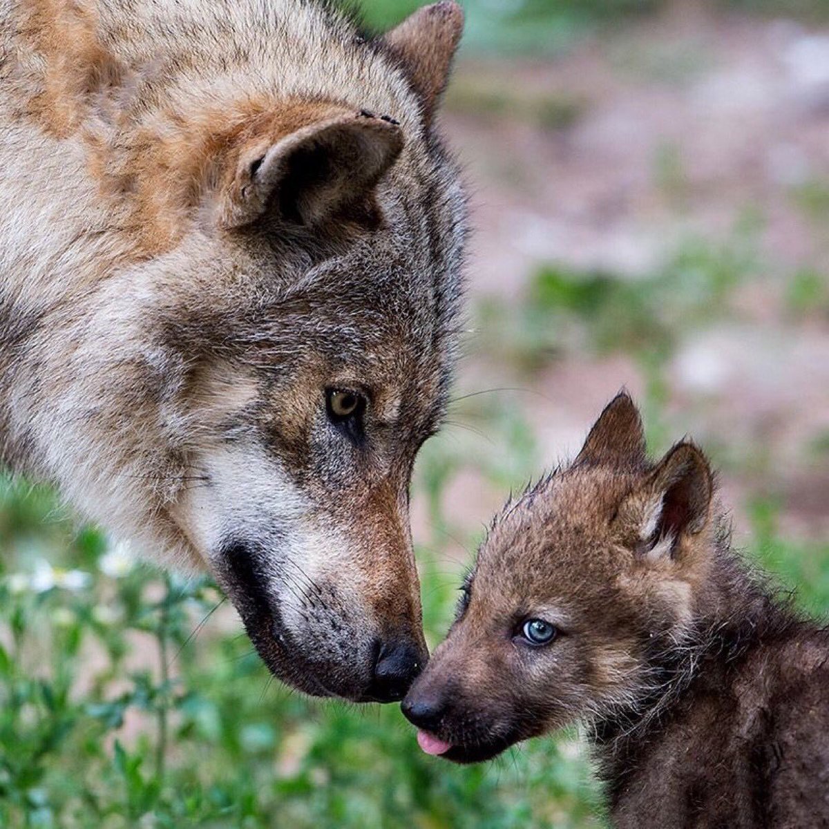 ...А иначе, как вы поймете, что перед Вами женщина?)