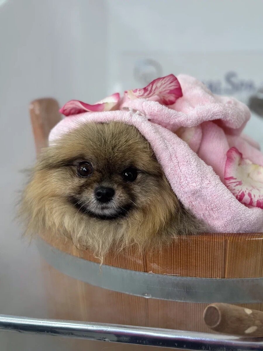 На каком оборудовании работают мастера зоосалона Animal SPA | Animal Spa -  зоосалон, груминг, стрижка собак и кошек | Дзен