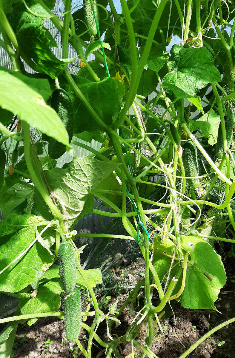 Огурчики висят прямо гроздьями.  Сорт Алекс. 