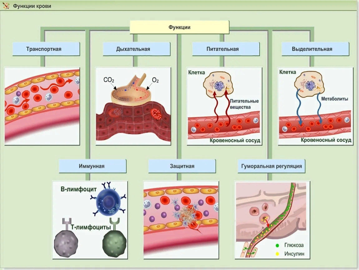 Выполнение кровью своих функций обеспечивается благодаря ее циркуляции в сосудистой системе, для чего необходимо ее нахождение в жидком состоянии.
Повреждение сосудов вызывает кровотечение и кровопотерю. Потеря более 30 %
ее объема приводит, как правило, к летальному исходу. Избыточной кровопотере
препятствует способность крови при повреждении сосудов свертываться с
образованием тромбов, которые, закрывая просвет сосудов, прекращают кровотечение.