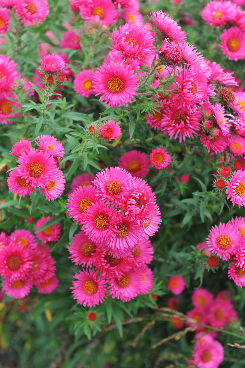 Астра новоанглийская Lachsglut