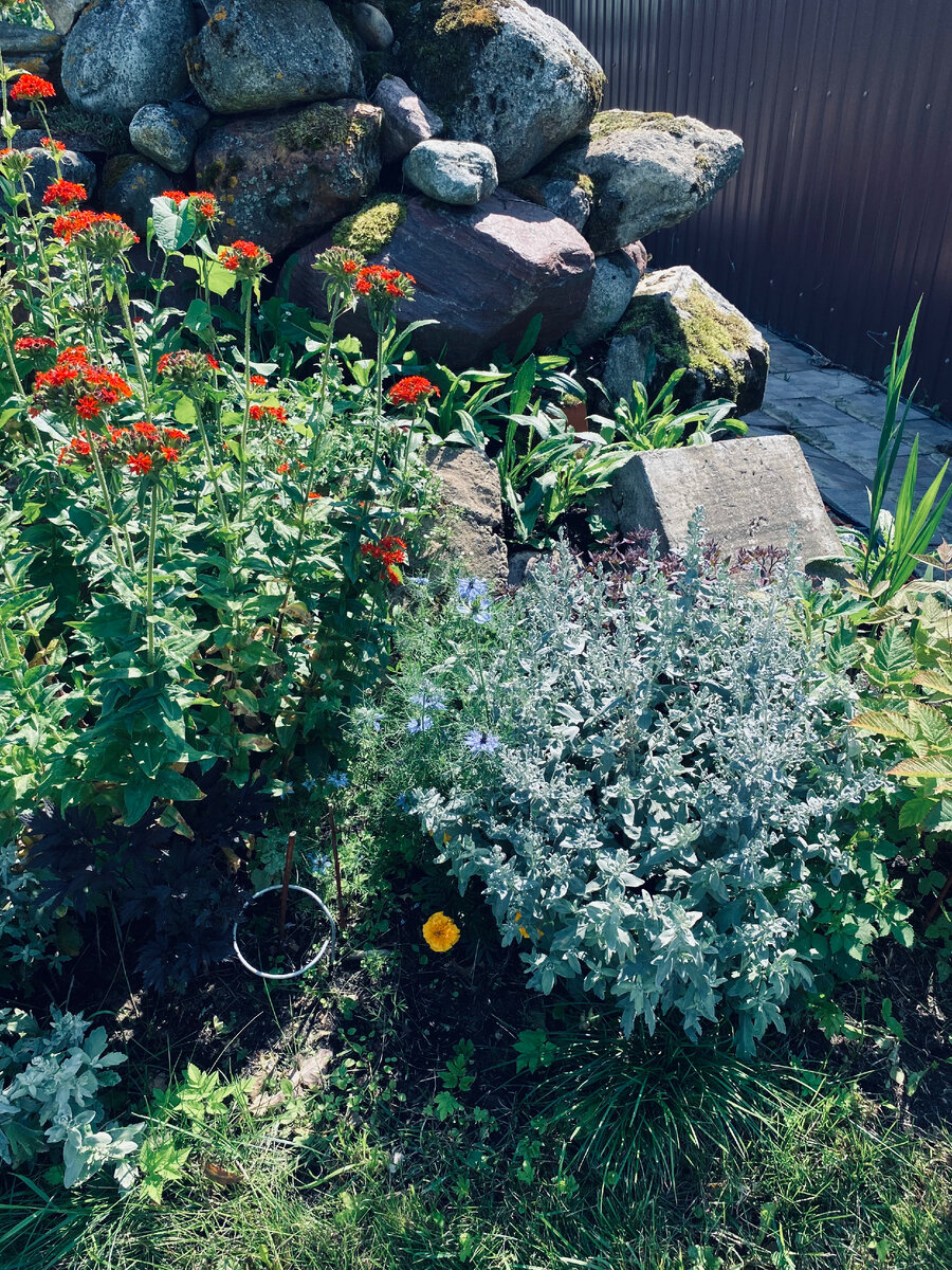 Нигелла рядом с полынью - вид издалека.