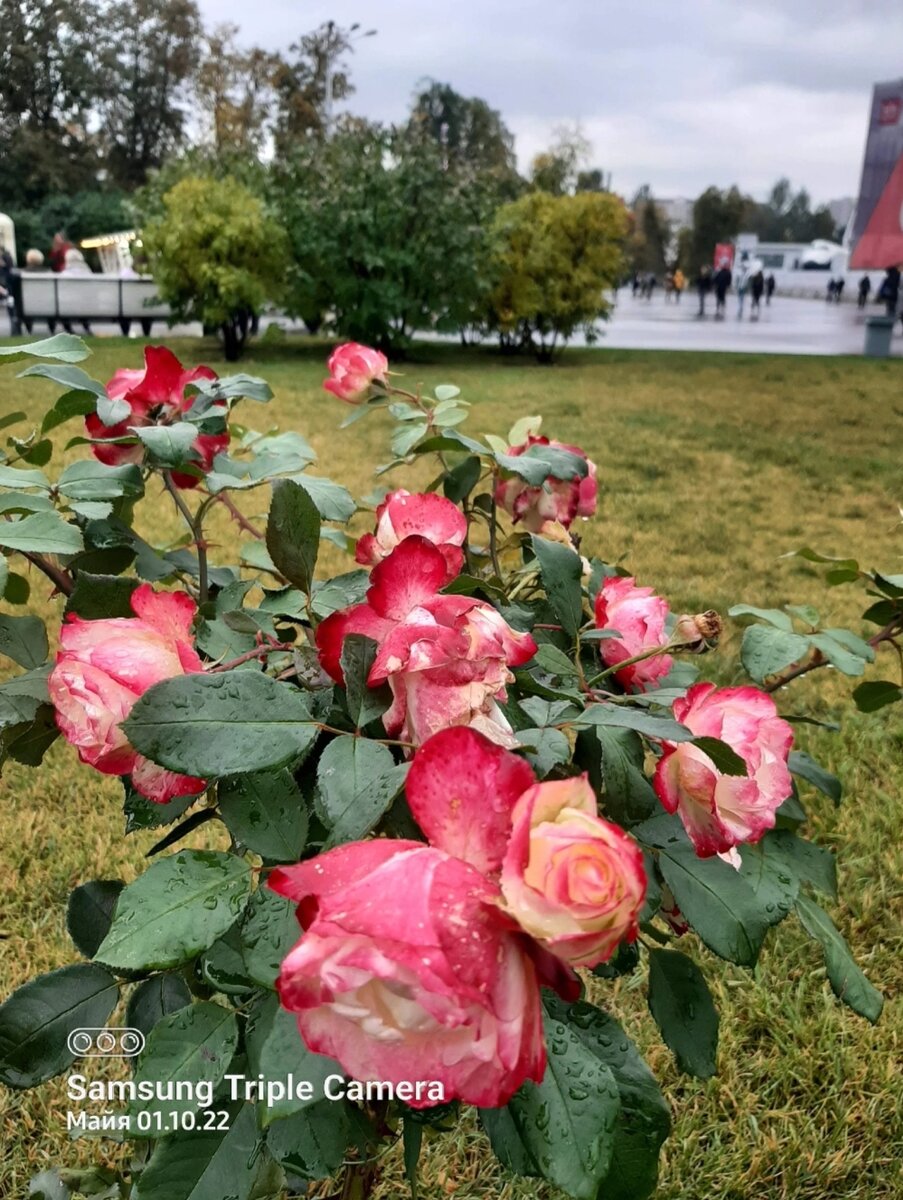 Роза юбилей принца монако на штамбе фото