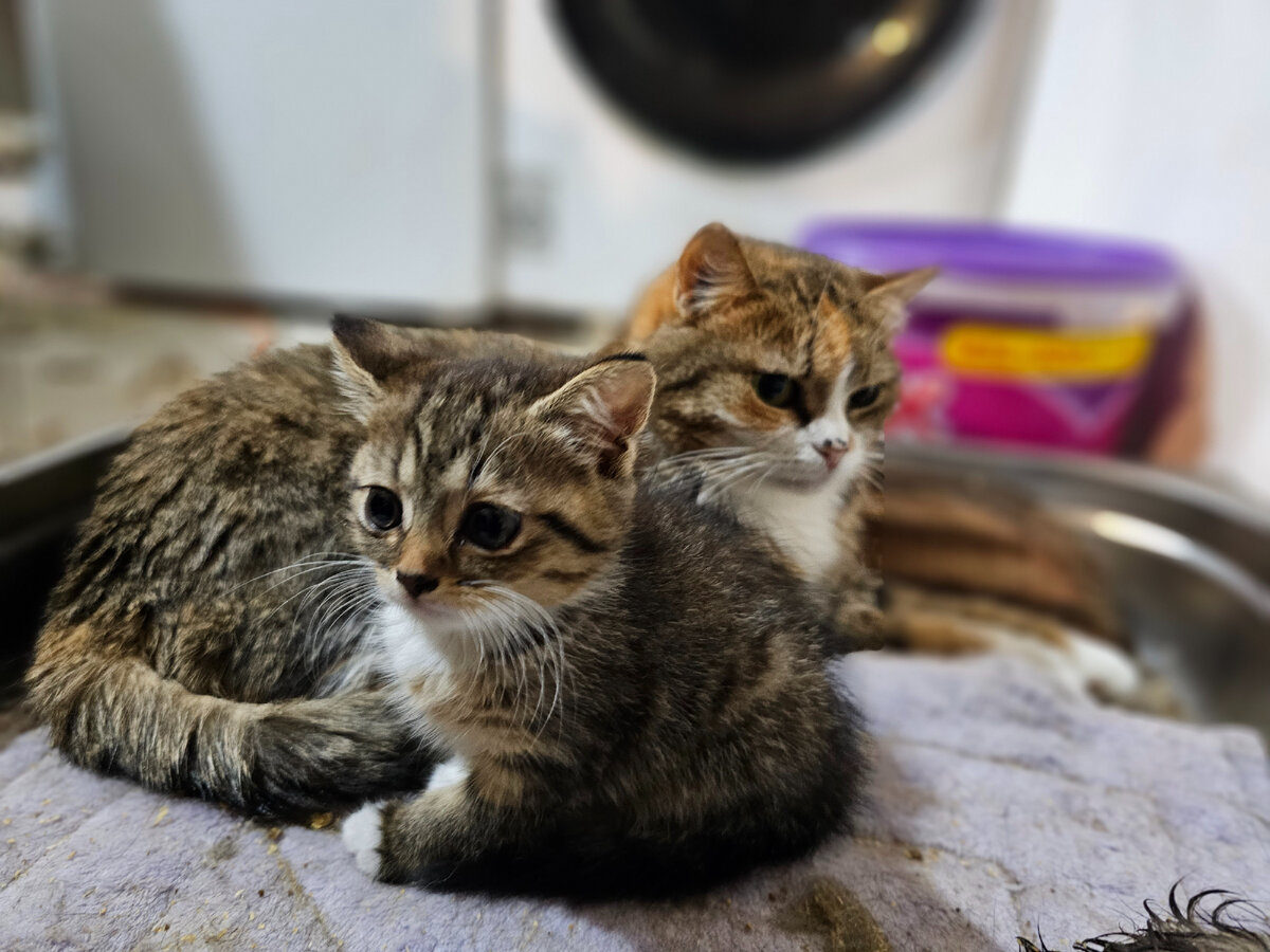 Фото автора. Котенок выброшенный в коробке. Ксюша ей стала приемной мамой.