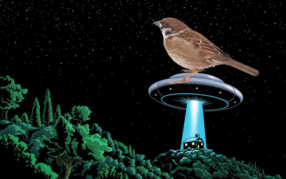 Воробьи - пришельцы из  космоса