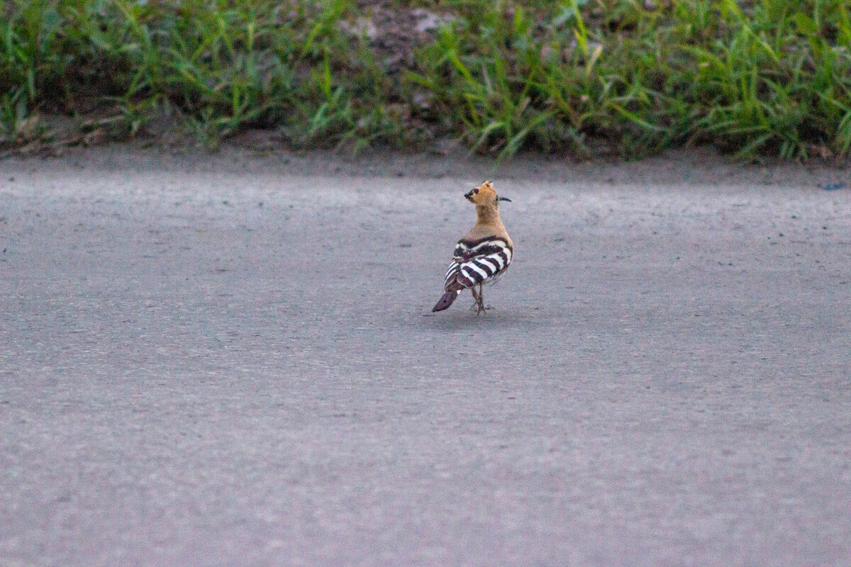 Да дай же мне спок