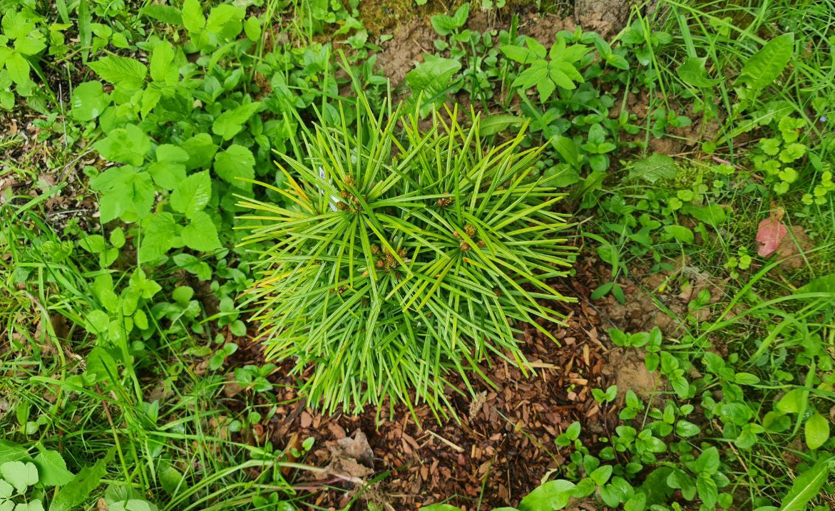 Нормальный для зонтичной сосны цвет - зеленый глянец. На фото в окружении травы заметны подгорающие на солнце пожелтевшие хвоинки.