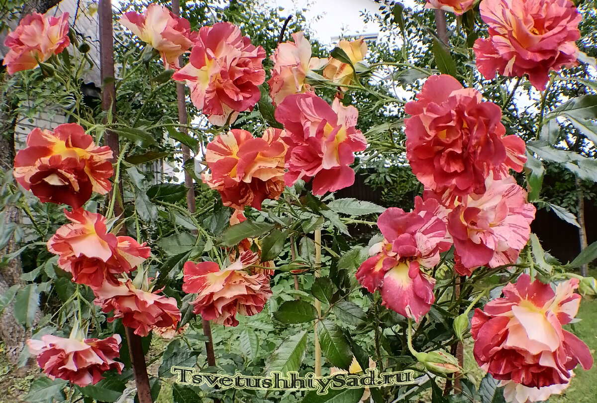 Роза Самма Лодж Summer Lodge шраб