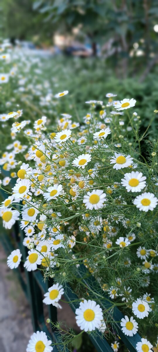 Прекрасные цветы для моих читателей!