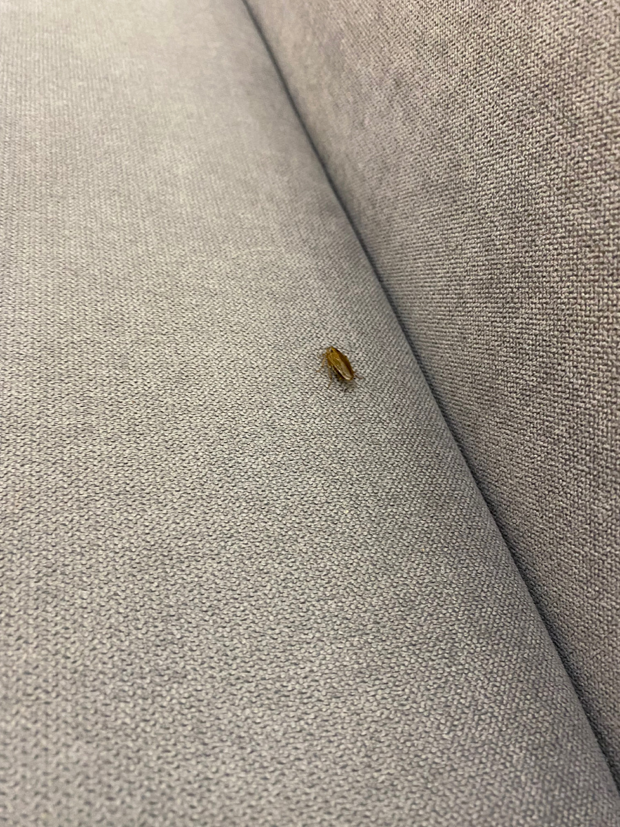 Если вы увидели у себя дома таракана, не стоит пугаться и бежать в магазин за отравой. Всё можно приготовить дома! Для того, что бы избавиться от непрошенных гостей нужна борная кислота и яйцо. Варим яйцо в крутую, вытаскиваем желток, белок можно съесть. В желток добавляем 10 грамм борной кислоты и хорошо смешиваем. После чего данную смесь раскладываем по местам где были замечены тараканы, и нет доступа домашних питомцев. Для лучшего эффекта убираем воду из доступа тараканов. Процедуру нужно повторить 4 раза, 1 раз в неделю. Через месяц от гостей не останется и следа!