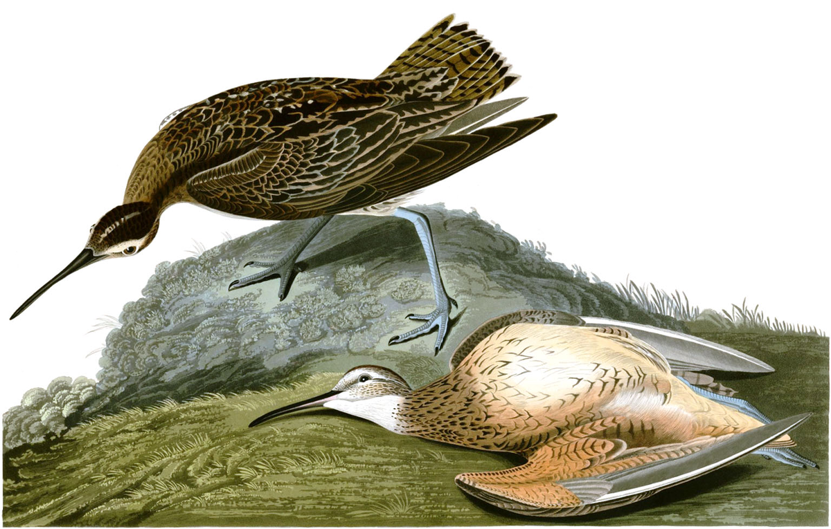 Иллюстрация из книги The Birds of America Джона Джеймса Одюбона.