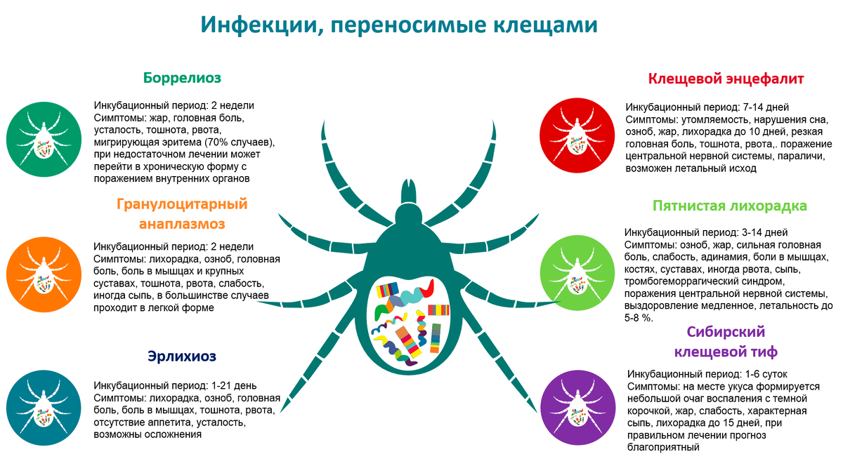 Из статьи "LymeExpress — студенты в борьбе с клещевыми инфекциями" портала Биомолекула
