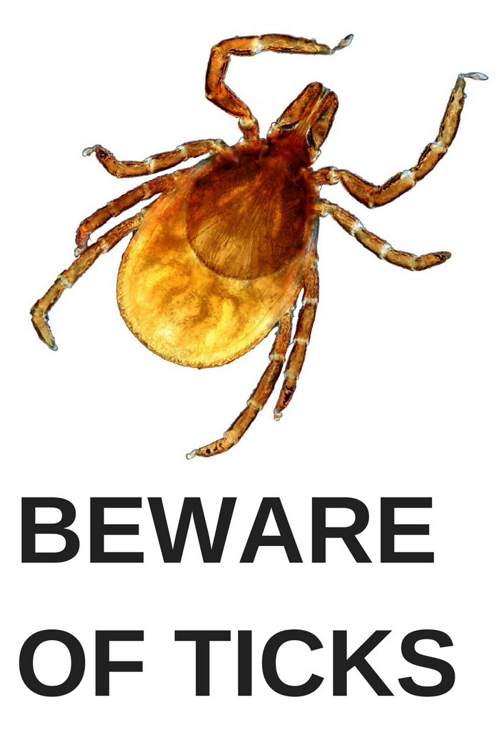 Напоминание о том, что иксодовых клещей нужно опасаться