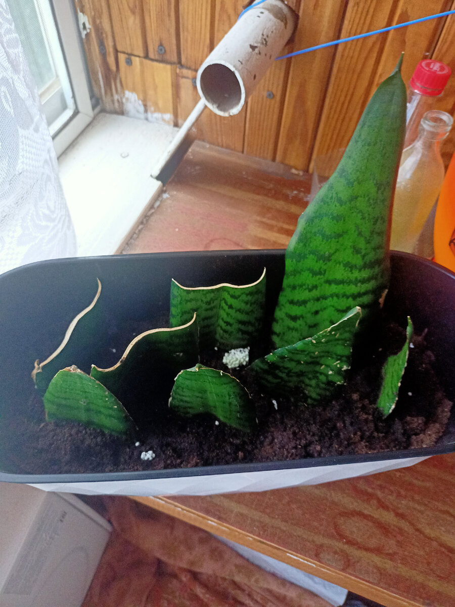 Худею день 26. Пересадка. Листочки сансевиерии разрезала на много фрагментов и воду. Появились корешки. А у одной у самой длинной и деточка появилась. Тоже в землю все закопала. Земли было мало. Пришлось закопать на половину. После куплю и засыпаю сверху ещё.