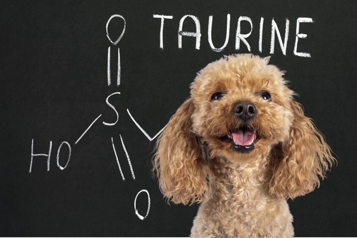 Таурин для собак 