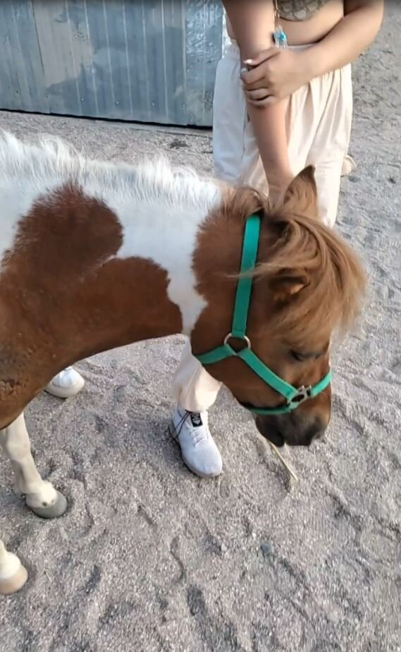 Сколько стоит прокатиться на пони в Седово ?