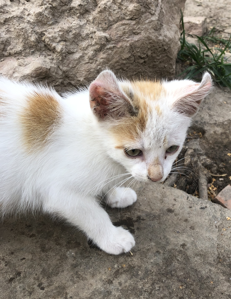 У вяленького Рыжикова что-то с ушками. Такое впечатление, что их кончики отмирают