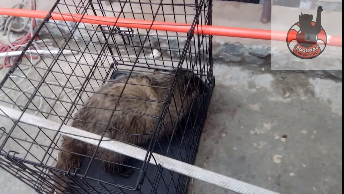 Дикий барсук упал в приямок дома в Верхней Пышме | Новости Тагила  TagilCity.ru | Дзен