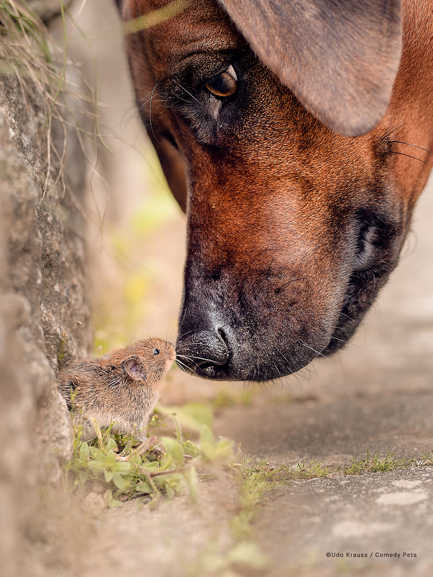 Фото: www.comedypetphoto.com