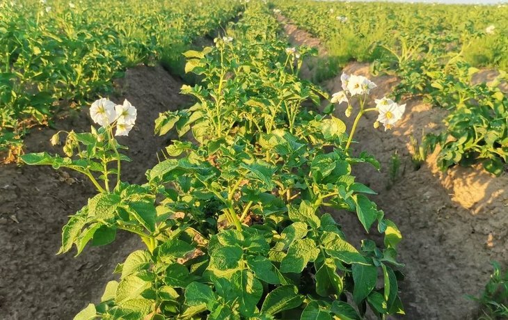    65 картофелеводческих хозяйств в Новгородской области выбирают семена местных производителей