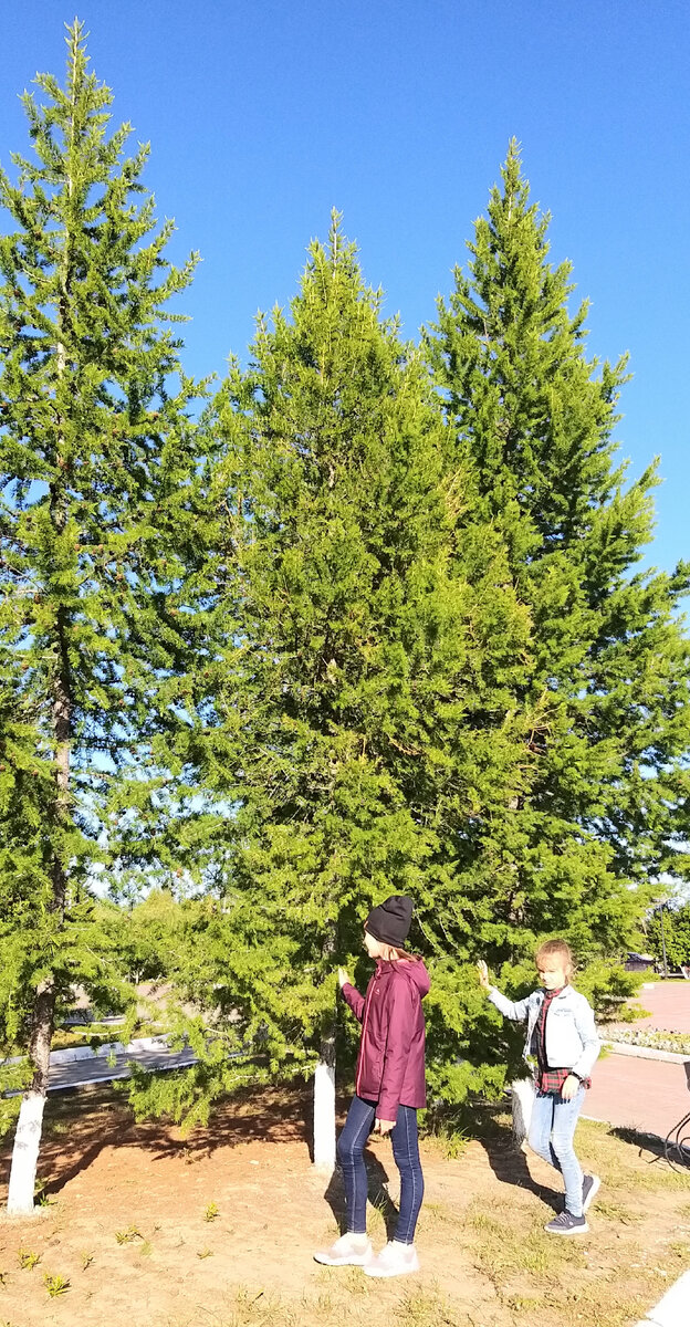 Лиственниц в городе оч много