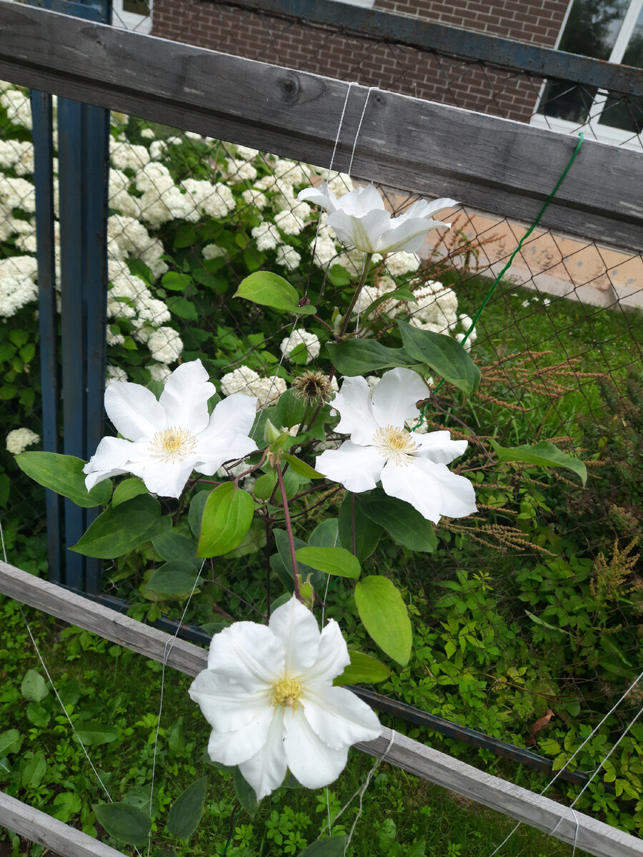 Клематис ТОКИ. Терпит слабокислую почву. 