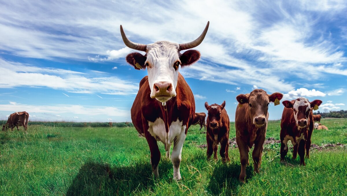 Jonas Koel, unsplash.com